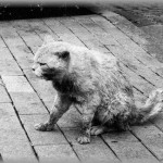 【ウルッとくる話】捨て猫を見つけた。憂さ晴らしに虐待してやろうと言うが・・・？