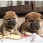 【胸糞悪い話】高校生の時、Aの家で産まれた子犬をBが貰った。しかも誓約書と判子付きで。一年後、Bはある理由で犬をAに返しにきた。