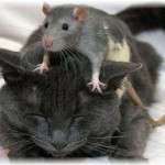 【虫の知らせ】子供が産まれ4ヶ月になった時ネズミが急に大量発生した。このままだと私も精神的におかしくなる！と思い実家に引越したが、数カ月後、上の階に住んでいた人が人殺しで捕まった。