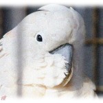 【和む話】動物病院にて。オウム「おすわり」犬「サッ！（座る）」飼い主達「ブフッ」。その後診察室で…