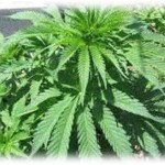 【黒い過去】独身の時、違法なはっぱを栽培してた。地味なルックスと安アパートという立地のせいで誰にも信じてもらえなったけど。