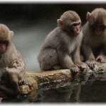 【DQN親族】弟嫁とサル状態の子ども達が我が家で言う事を聞かないので、「言う事が聞けないなら帰れ」と言った結果