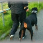 【黒い過去】いつも見かけるヤの人が連れてるドーベルに触りたくて、偶然を装い触るようになった。だんだんそのヤの人と話すようになったんだけど、ある日突然見かけなくなって…