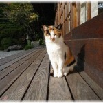 【ウルッとくる話】ばあちゃんが飼っていた猫の「ミーコ」は、ばあちゃんの背中に乗って散歩するのが好きだった。でも、ばあちゃんが死んでから、ミーコは毎日縁側で庭を見てたんだ……