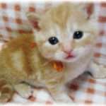 【運命の出会い】超旦那に似てる子ヌコがペットショップにいた→結果ｗｗ