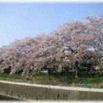 【イラッとする話】ママ友達とお花見しようとお誘いメールを送った。当日は天気が良くなかったので参加メンバーにメールし中止とした。すると最初のお誘いメールで返信のなかったママ友が怒っているという話を聞いて…