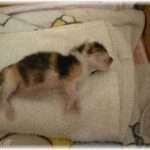 【ウルっとくる話】病気で、汚れてて、目は潰れてるし、全然かわいくなかった猫。正直、「げげ、きもちわる！」と思ったけど、短い人生（猫生？）最後くらい、穏やかな気持ちで逝かせてやろうと思って、連れて帰った→結果