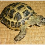 【愚痴】共働きなのに家事を全くしてくれない旦那。私も遅く帰ってくるからせめて食器くらいは洗ってほしいとお願いしてみると旦那は…