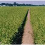 【幸せな復讐】おれは農家の長男。大学卒業後帰郷してしばらくし、付き合った女の子がいた。１年もすれば結婚も意識していたので、あちらのご両親に挨拶をしに行ったらおれが農家だと知った途端、うちの娘は百姓にくれてやるために大学まで出したわけじゃない！とか言われ、Ａもオロオロ。しかし別に実家の仕事やってもらおうとか思ってなかった。