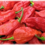 【離婚】私は辛党。旦那は甘党。結婚してから辛いものは控えていたが、その日旦那は遅番だったので、職場の先輩から頂いたジョロキア粉末をカレーに入れて食べた。が、私の入浴中に遅番のはずの旦那が帰宅し……