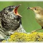 【托卵】嫁が父親と不倫関係を五年以上も続けていて、俺達の子供は俺の父親の子供だった。そして仲が良かったと思っていた俺の両親は、実は仮面夫婦だった……