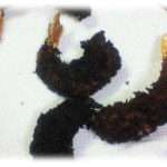 【イラッとする話】タレが継ぎ足しでいけるならと嫁が油を継ぎ足しで使っている。そのせいでエビフライはゴミになる。さすがの仕打ちに俺の取った行動は･･･。でもその作戦さえも･･･。