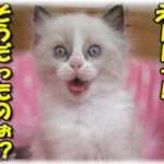 【衝撃体験】私は正社員で仕事してる、友達もいる、趣味に没頭、実家暮らしがぬくぬく過ぎてもうこれで良いから結婚する気はないのに、エリートイケメン兄は勝手に「お前（私）がショックを受けると思って遠慮してた」と、40まで結婚しなかった。そして……