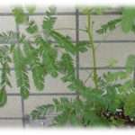 【和む話】生活を整えるために花を一輪だけ飾るといいと聞いたので弟1の買い物ついでに買って来てって言ってみた。→オジギソウ買って来てハイテンションで説明してくれた。でもさ、それって…