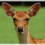 【和む話】北海道から近畿地方に家族で引っ越して来たんだけど、台風の日に庭先に鹿が一頭迷いこんで来て……