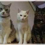 【ほんのり和む話】さっき、うちの飼い猫が夢の中で語りかけてきた。猫曰く・・・