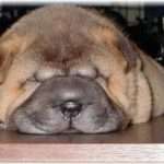 【ワンコの武勇伝】我が家の犬はとてもブス。先日、うちに性格の悪い女が来た時、愛想だけはいいうちのブス犬はシッポを振って彼女を歓迎したが・・・