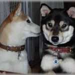 【武勇伝】義兄夫婦に子供が生まれたとたん、トメと義兄嫁は私の娘sageを始めた。ある日、娘が一緒にいるときに娘sageをした二人。するとその時不思議なことが起こった