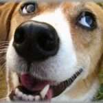 【笑える話】iPhoneが不調でサポートに電話したら秘密の質問に答えるよう言われた。オペレーター「では3問目、初めて飼ったペットの名前は？」俺「そ、それは・・・・・｝