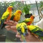 【ロミオ】私は鳥が大好きだが同棲していた彼氏は鳥嫌いで飼う事は出来なかった。なので友達と花鳥園に行こうとしたら財布が見当たらない。犯人は彼氏だった。