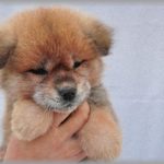 【クレクレDQN】ドッグショーに誘われたのでやっと外に出せるようになったばかりの月齢のわんこを連れて行った。会場で知人と話してると全然知らない子＆小型犬連れのママがうちのわんこを抱き上げたて・・・