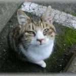 【ウルッとくる話】なぜかテラテラしている猫と学校帰りに遭遇した。野良猫らしいが餌をあげている人がわざと油をかけたらしい。だからテラテラしていたのだ。その油が目に入ったのか目が膿んで血が出ていたので病院に連れて行ったが野良猫なので手術はできないと言われた。とりあえず家に帰って親に相談することにしたが我が家にはすでに6匹のペットがいて経済的に負担は大きかった。