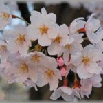 【名付け】長女の名前は「桜」。旦那が長女の名前を変えたいと泣きながら訴えてきた。しかもその酷すぎる理由を長女に喋ってしまった。