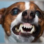 【冷めた瞬間】優しくて、行動力もあって、仕事もできて、顔もまあまあな彼と結婚も意識していた。そんな彼が両親に挨拶をしに家に来たとき、犬がすごい剣幕で吠え出した。