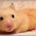 【復讐】飼っていたハムスターが天に召されてしまった。溺愛していたので落ち込んでいたら、友人達が慰めに家に来てくれた。友人達が帰った後ふとみると骨壺の包みが乱れていて・・・