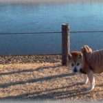 【忠犬】柴犬がリードをつけたままウロウロしていた。どこかに誘導しようとしてるように見えたので、犬に引っ張られるままに付いて行った。