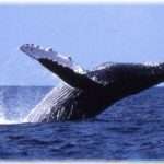 【キチ母】娘「クジラを食べるなんて可哀想」嫁「ならあんたにはこれから野菜しか出さないから」