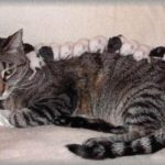 【DQN返し】私は4人の子持ち。義実家で食事中にコトメが不妊の八つ当たりしてきた。「ポンポン産みっぱなしで動物みたいにわんさか産んでて子供ないがしろなんてはしたなーい。なんで私みたいな人のところにこないのお？」 私「そりゃ・・・」