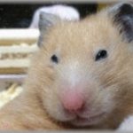 【冷めた瞬間】共同で仕事していた元彼が、若林にさらにハムスター要素を加えたかなりの童顔だった。あるとき、私の上司と彼、他数名が一緒に海外の学会で発表することになった。その数日後、上司に飲みに誘われて・・・