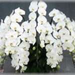 【因果応報】義理姉が念願のサロンをオープンしたので夫と開店祝いのお花は贈ろうという話になった。数万円の胡蝶蘭を選ぶことにして届ける時間の確認のために連絡したら→義姉「お前ら一般人が選ぶようなみすぼらしい花はいらない。」