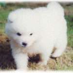 【スカッとする話】友人Aは犬を飼っていたんだけど、彼氏が出来たとたん「寂しくなくなったから犬イラネ」とか言い出し、後日遊びに行くと犬がいない。犬をどうしたのか聞いたら3日前に公園に置いてきたとかぬかしやがった。Aを引っ張って公園まで行くと、ベンチで親子連れや女子高生が犬と戯れてた。近づいて事情を話すと、なんと親子が引き取ると言ってくれてA歓喜。しかし次の子供の一言でAの顔は真っ赤にｗｗｗｗ