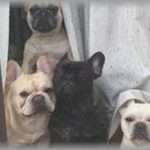 【糞ウト】ある日家に帰ったら家の中に犬が４匹いた。びっくりして警察に電話し大騒ぎしてたら、ウト「買っちゃったｗ」