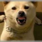 【笑える話】友人の家で犬を飼っていたがその犬は家族に対しても吠える?むはあたり前だった。その飼い犬がいる家に兄嫁が来た。兄嫁に対してその犬の態度が笑えたらしい。