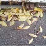 【理解不能】ご近所さんの家からうちに飛んできた落ち葉の掃除を掃除してたら、思いがけないクレームが来た！