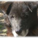 【ウルッとくる話】嫁いびりの限りを尽くし、長男嫁にも次男嫁にも逃げられたお婆さんは、ご主人が亡くなると犬を飼い、静かに暮らしていた。やがて足腰が弱ってしまい施設に入ることになったのだが、犬を飼ってくれる人が見つからない。お婆さんは犬を保健所に連れて行き処分するしか道が無いと途方にくれていたのだが、そこに現れたのが…。