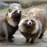 【賛否両論】私の叔父は、庭でBBQが出来るようにかまどを作ってある。そのかまどにタヌキの親子が入るようになったそうで・・・