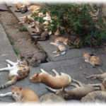 【閲覧注意】近所に野良猫に餌をやるおばさんがいた。そのせいで猫が大量に集まってガーデニングやってるうちの庭も荒らされまくった。近所の人と一緒に文句を言いに行くも怒鳴られるだけで取り合ってもらえなかった。しかしある日を境に猫がどんどん減っていって、そのことにショックを受けたおばさんは入院、この問題は解決した。でもなんで猫が減ったのかな…と思ったんだけど、あることに思い至った。