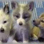 【癒し】ロシア人が、キツネをペットにしたくて ペット向けのキツネになるよう40年も掛け合わせた結果ｗｗｗ