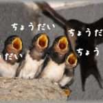 【タカり】図々しい兄弟嫁たち…そんな彼女達を身近に見ている小姑たちが本音を吐露。どう育ったらここまで図々しくなれるんだろうか…