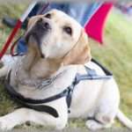 【正義厨】義兄嫁は目が不自由で盲導犬ユーザー。仲良くしてほしいと言われているが、私は犬が怖い。旦那「私子は犬が怖くて近寄れないんだ」義兄嫁「大丈夫！」