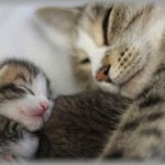 【誰も知らない】幸せそうな猫の親子の絵を描いたら入選し「こんな絵が描けるなんて、お母さんと素敵な関係を築けているからだね」と色々な人に大絶賛された。そんなとき、私は心の中で思った「わかってない・・・」