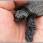 【ぶりっこ兄嫁】私の夫は亀を飼っている。結婚式の前に花嫁として出来上がった頃、兄夫婦と旦那が部屋に来た。旦那「うちの亀が～」兄嫁「やめてっ！」