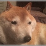 【卑屈】育ちが良くない俺にもとても優しい彼女が出来て、俺の育った環境の事を知っても全く引かずに一緒に泣いてくれるような女神だった…。でも、ある日彼女の家に遊びに行ったときに彼女の家の飼い犬を見て一気に冷めてしまったんだ…