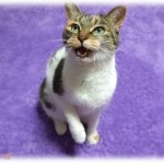 【和む話】うちの猫は嫁が呼びかけると返事するんだが、さっき嫁が歌ってるのに合わせて鳴いてたｗｗｗそれがこちらｗｗ