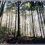 【切実】お願いです…本当にお願いですから、うちの山でアレをするのはやめてください…！