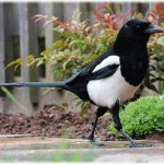 【和む話】お向かい家はご両親に息子君二人の構成。そこの兄君が、とてつもなく鳥に好かれているようで…